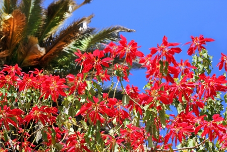 red flowers of mediterranean acacia against the blue sky and palm treesの写真素材