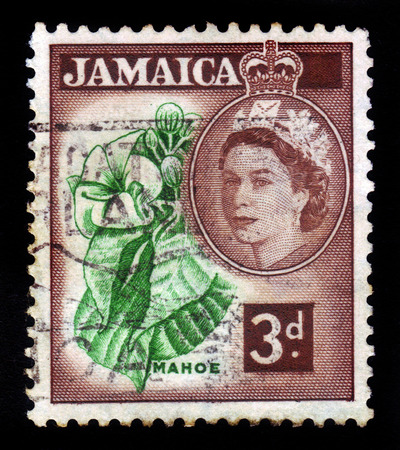 JAMAICA - CIRCA 1956  A stamp printed in Jamaica shows mahoe - hibiscus elatus , talipariti elatum, national tree of Jamaica, circa 1956のeditorial素材