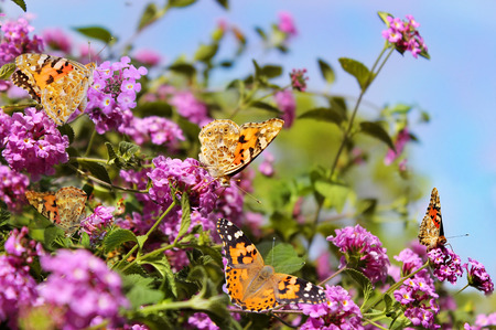 small colony of butterflies of the family Nymphalidae on a flowering bushの写真素材