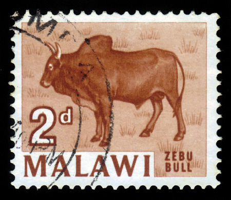 Malawi  - CIRCA 1964: a souvenir sheet printed in Malawi , shows Zebu Bull, circa 1964のeditorial素材