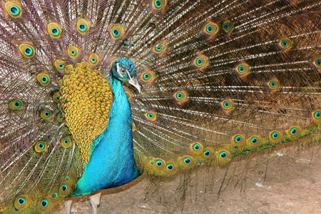 portrait of a male peacock with her magnificent tailの写真素材
