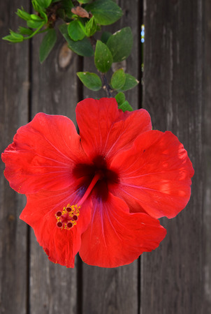 hibiscus flower close-up on a background of the fenceの写真素材