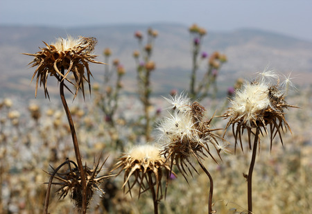 deflorate thistle flowers as a symbol of bad environmentのeditorial素材