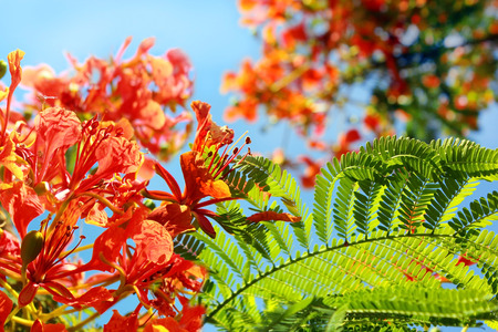 sunlit unusually large inflorescence by scarlet color of mediterranean acaciaの写真素材