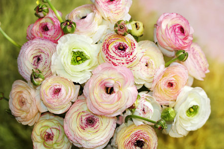 flowers of colored peonies as floral background or theme for Valentine's Day