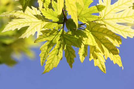 sunlit leaves of sycamore on blue sky background