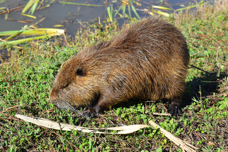 wild nutria in Hula Lake nature reserve, Hula Valley, Israelの写真素材