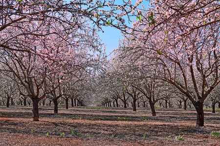 blossoming almond trees in the gardens at the Foot of the Mount Tabor, Lower Galilee, Israelの写真素材