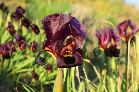 magnificent purple irises in a nature reserve on the shores of the Mediterranean Sea, Netanya, Israelの写真素材