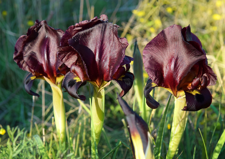 magnificent purple irises in a nature reserve on the shores of the Mediterranean Sea, Netanya, Israelの写真素材