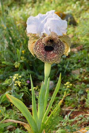 iris flower white and leopard coloring, growing only in the lower Galilee, Israelの写真素材