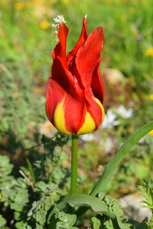 wild tulip similar to the flame of a bonfire in a forest glade in the Lower Galilee, Israelの写真素材