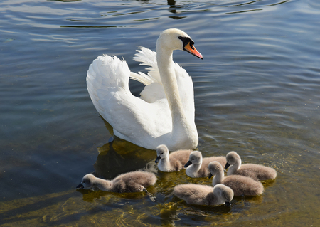 white swan with six chicks at the Round pond, Hyde Park, London, UKの写真素材