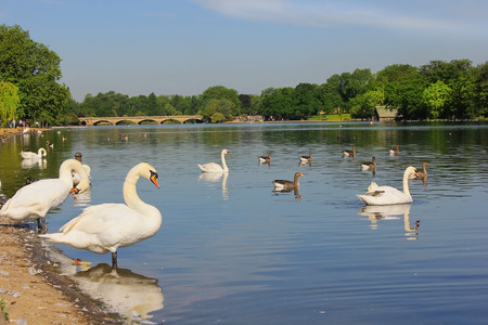 white swans and other waterfowl at Serpentine Lake, Hyde Park in London, UKの写真素材