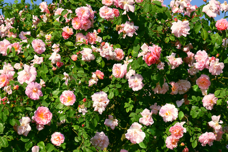 blooming pink roses at the Rose Garden, Hyde Park, Londonの写真素材
