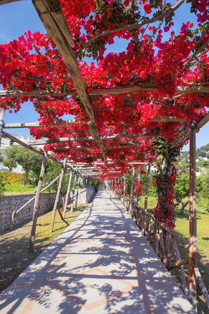 picturesque path, covered with red bougainvillea, Capri, Gulf of Naples, Campania, Italyの写真素材