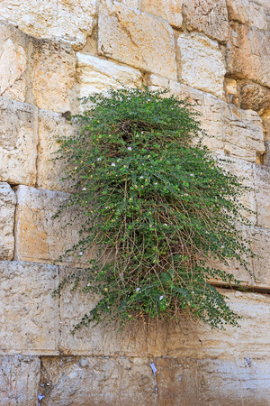 fragment of the Western Wall in Jerusalem, one of the holiest sites in the Jewish religious tradition, Israelの写真素材