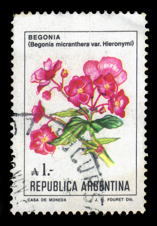 ARGENTINA - CIRCA 1985: a stamp printed in the Argentina shows flower of begonia micranthera, series, circa 1985のeditorial素材
