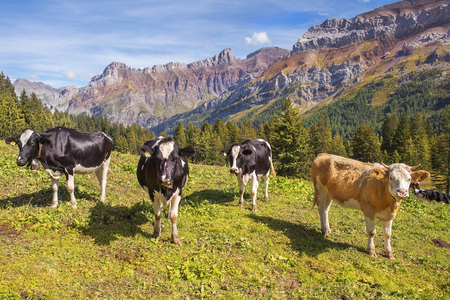 magnificent mountain landscape in the Swiss Alpsの写真素材