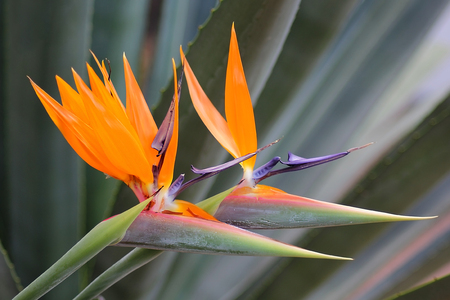 bird of paradise flower (strelitzia reginae)  is a monocotyledonous flowering plant indigenous to South Africaの写真素材