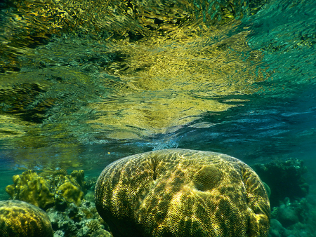 coral reef illuminated by the sun and reflected at the surface of the water, red sea, eilat, israelの写真素材