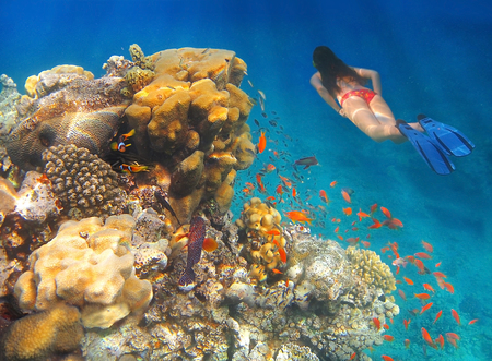 young girl in bikini swims underwater amid the beautiful coral and colorful tropical fish in Red Sea, Eilat, Israelの写真素材