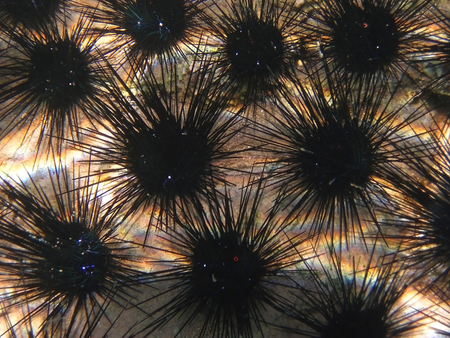colony of long-spined sea urchins illuminated by the sun on the seabed, Red Sea, Eilat, Israelの写真素材