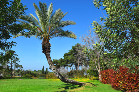 picturesque landscape with palm tree in the public park Ramat Hanadiv, Memorial Gardens where buried Baron Edmond de Rothschild, Israelの写真素材