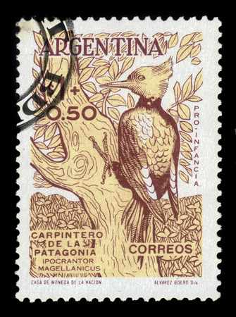 ARGENTINA - CIRCA 1960: a stamp printed in the Argentina shows magellanic woodpecker (Campephilus magellanicus) on the tree, circa 1960のeditorial素材