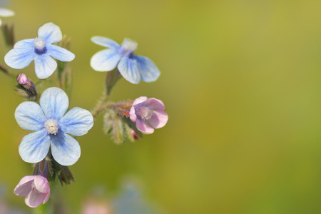floral background as greeting card for valentines day or another holidayの写真素材