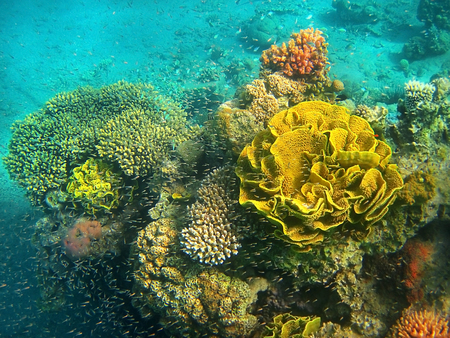 coral reef in the Red Sea, Eilat, Israelの写真素材