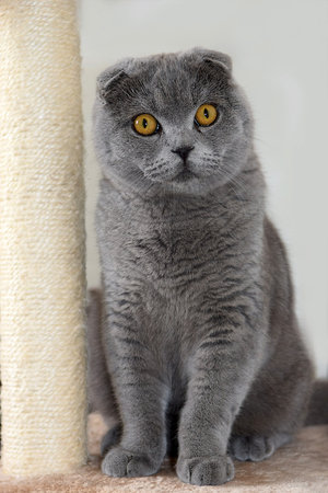 portrait of young scottish fold cat, gray colorの写真素材