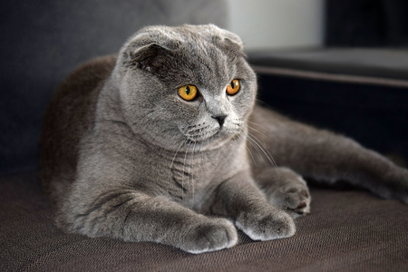 portrait of young scottish fold cat, gray colorの写真素材