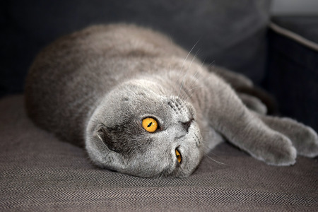 portrait of young scottish fold cat, gray colorの写真素材