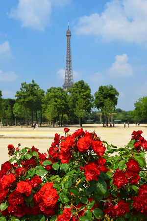 view of the Eiffel Tower from the Champ de Mars through blooming red roses, Paris, Franceの写真素材