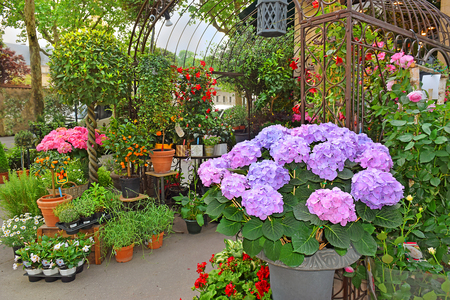 Sale of decorative flowers in a small flower shop on the street in Parisの写真素材