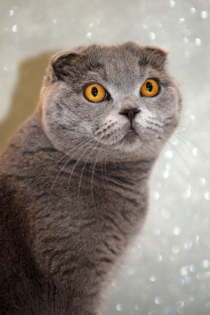 portrait of young scottish fold cat, gray colorの写真素材