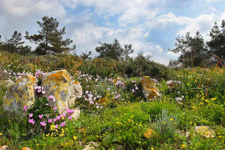 landscape with blooming cyclomenes in a forest glade, spring flowering in the Lower Galilee, Israelの写真素材