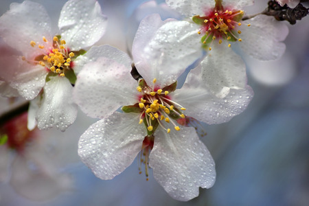 flowering almond tree branch in spring, dew drops on flowersの写真素材