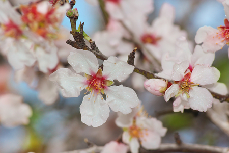 flowering almond tree branch in spring, dew drops on flowersの写真素材