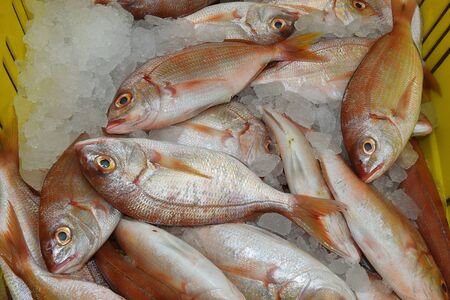 fresh saltwater fish on market counter in Acreの写真素材