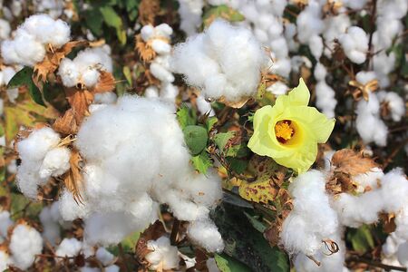 cotton flower and cotton balls in a cotton fields ready for harvestingの写真素材