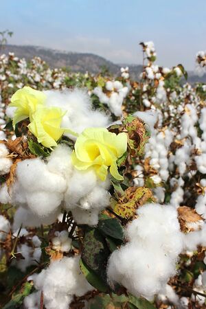 cotton flower and cotton balls in a cotton fields ready for harvestingの写真素材