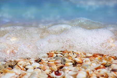 natural seashells on the sea shore with wave bubbles, beach of Israelの写真素材