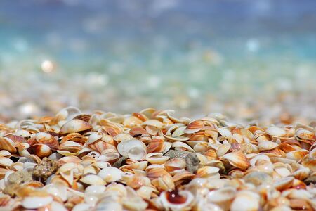 natural seashells on the sea shore with wave bubbles, beach of Israelの写真素材