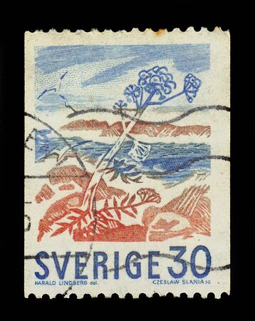 SWEDEN - CIRCA 1967: A stamp printed in Sweden shows wild angelica (Angelica sylvestris) on coast of Sweden, circa 1967のeditorial素材