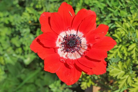 small caterpillar on a poppy flower petal,  close upの写真素材