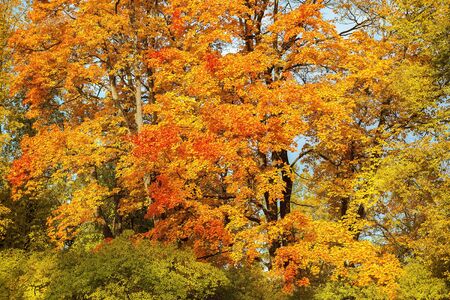 golden autumn in the Lomonosov (Oranienbaum) public park, Saint Petersburg, Russiaの写真素材