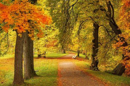 golden autumn in the Lomonosov (Oranienbaum) public park, Saint Petersburg, Russiaの写真素材