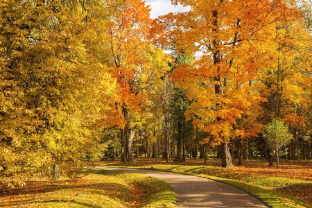 golden autumn in the Lomonosov (Oranienbaum) public park, Saint Petersburg, Russiaの写真素材